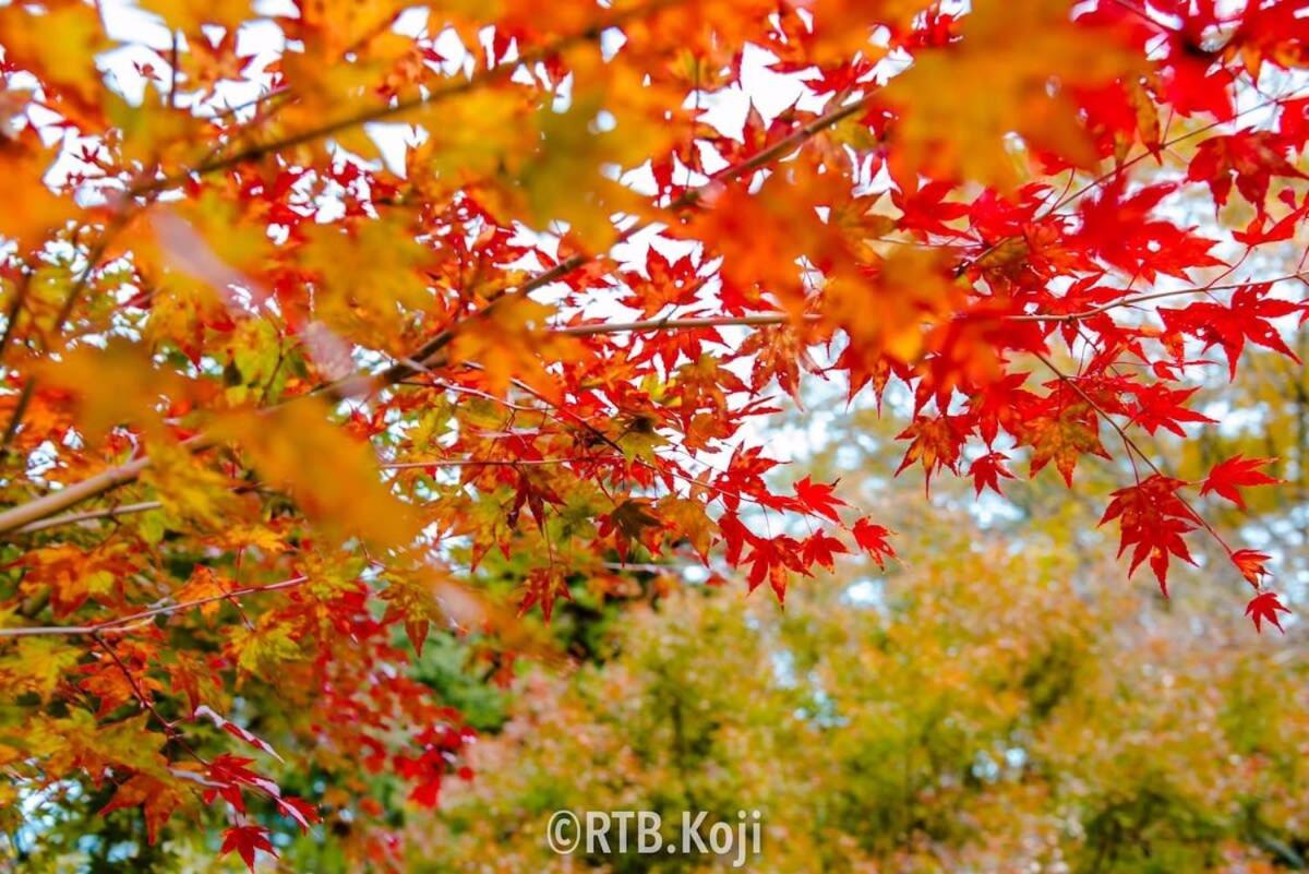 Earls Court - Spacious & Relaxing Just 4 Blocks To Peace Park Hiroshima Exterior foto